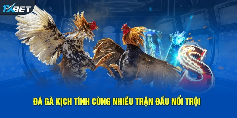 Đá Gà kịch tính cùng nhiều trận đấu nổi trội